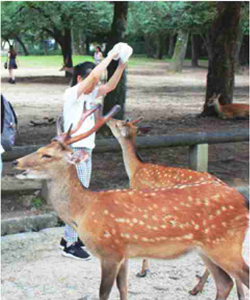 奈良公園の鹿と環境を守るレジ袋配布禁止条例を